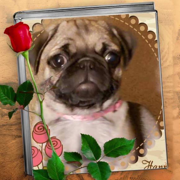 pug_lover123